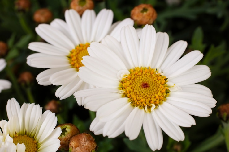 Foto gratuito natura morta di fiori a margherita