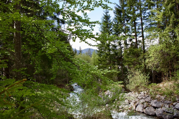 Natura nel bosco