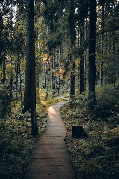 Natura, viaggio, viaggio, trekking e concetto di estate. Colpo verticale del percorso nel parco che conduce alla zona boschiva. Vista esterna della passerella in legno lungo alti pini nella foresta di mattina