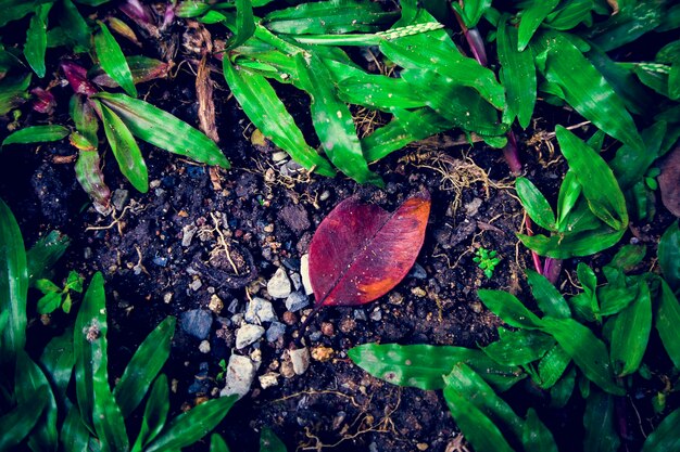 Nature Natural Ground Leaf Green