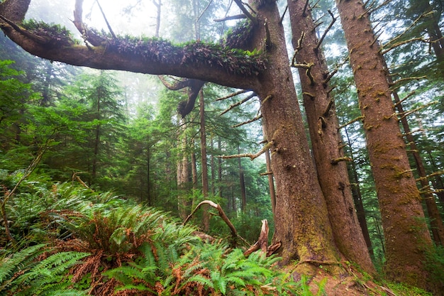 Nebbia in foresta