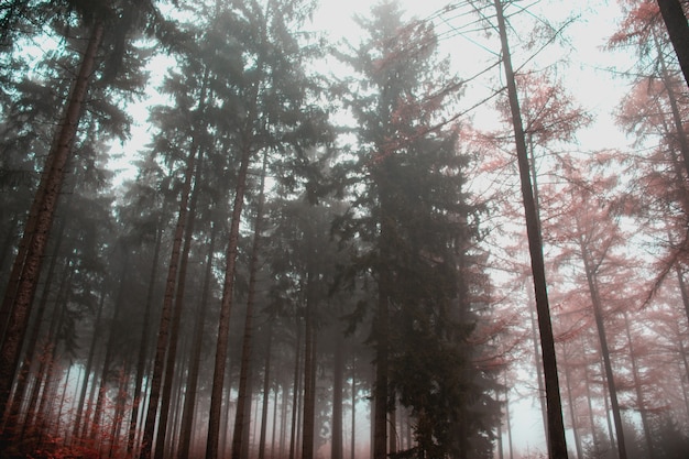 Nebbia nella foresta con alberi ad alto fusto