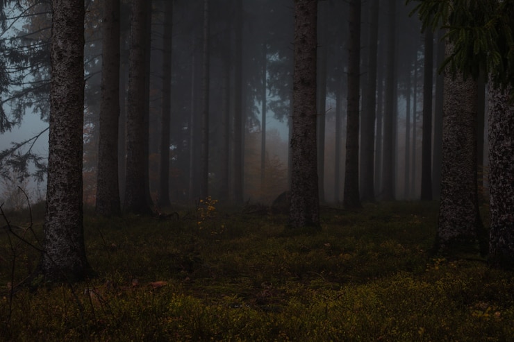 Nebbia nella foresta durante l'autunno