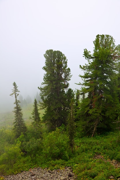 Nebbia paesaggio