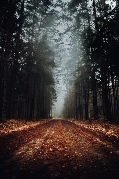 Nebbioso paesaggio forestale con una strada