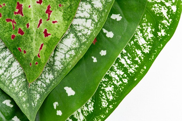 Nephthytis Foglia di pianta su sfondo bianco