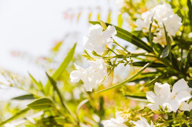 Nerium oleander tree in blossom