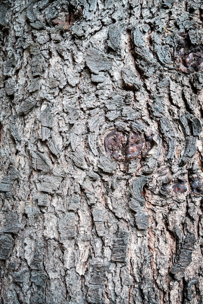 nessuno in legno sgangherata plancia vuota