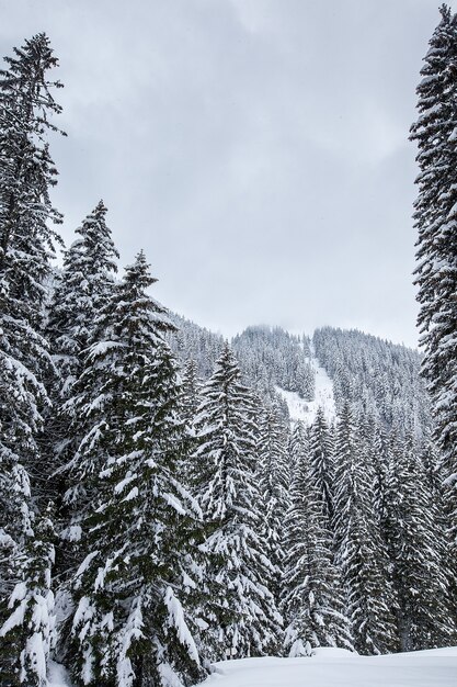 Neve che cade nella bellissima pineta. Fantastico paesaggio invernale