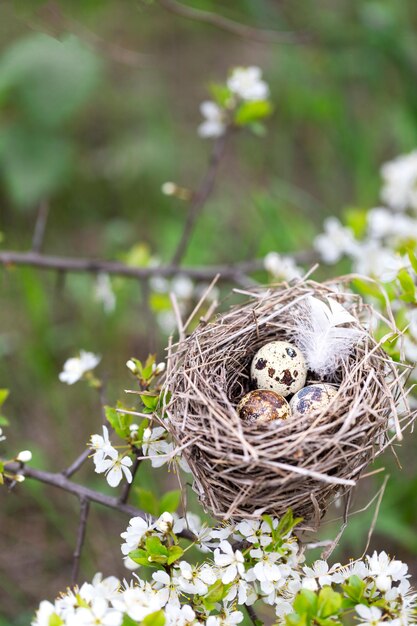 Nido d'uccello su un ramo con uova di quaglia di Pasqua per Pasqua Sfondo naturale con un nido in rami fioriti Sfondo di primavera Copy Space