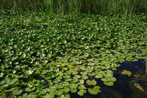 Ninfee sul lago