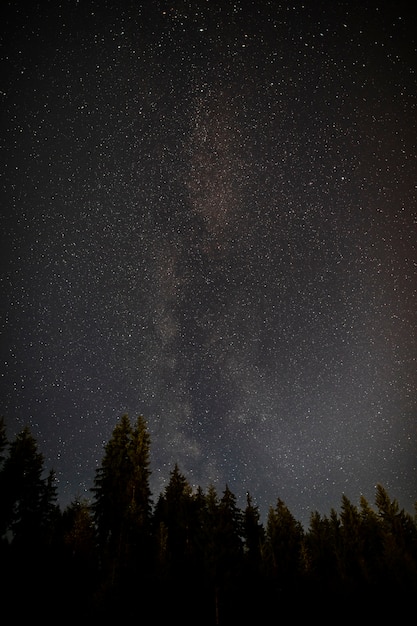 Notte stellata di mezzanotte con foresta di alberi sempreverdi