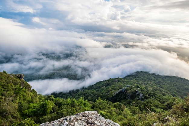 nube e cielo della foresta su alba