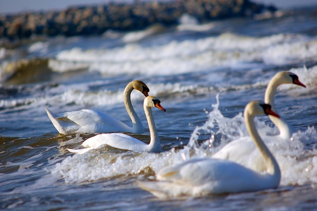nuoto Swans