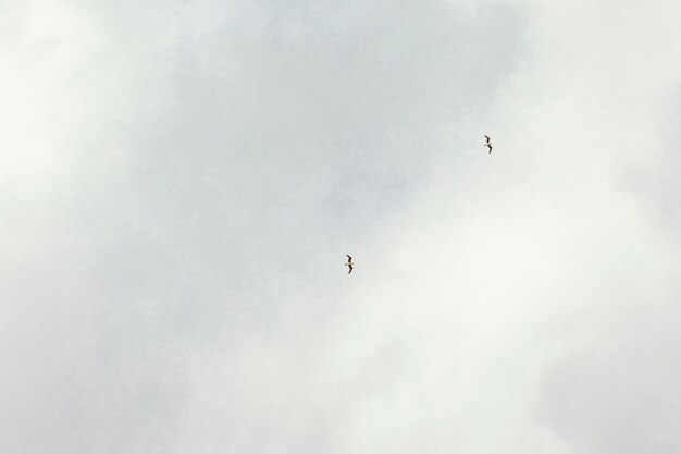 Nuvole bianche con uccelli nel cielo