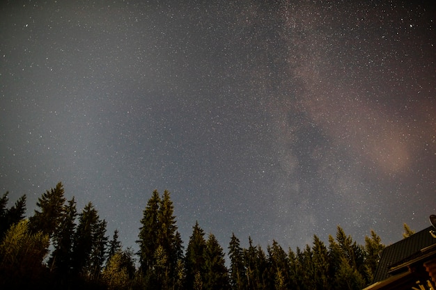 Nuvoloso notte stellata con alberi sempreverdi