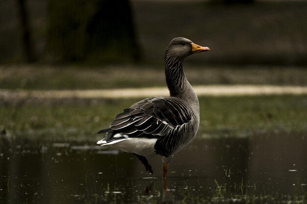 Oca che cammina nel lago in un parco