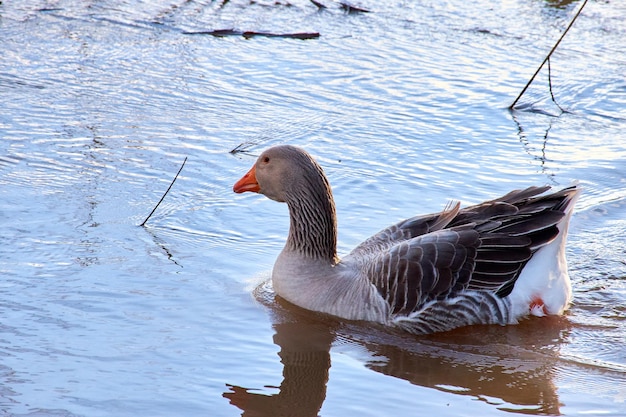 Oca che nuota in un lago