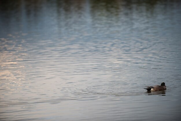 Oca che nuota nel lago