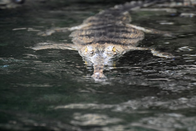 Occhi gialli di un coccodrillo gaviale che sbircia fuori dall'acqua