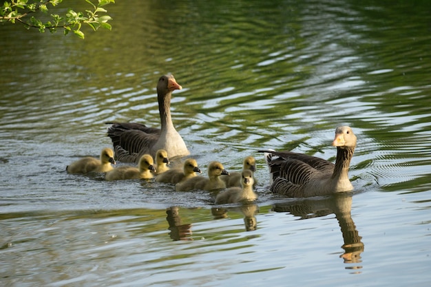 Oche con papere che nuotano in un lago