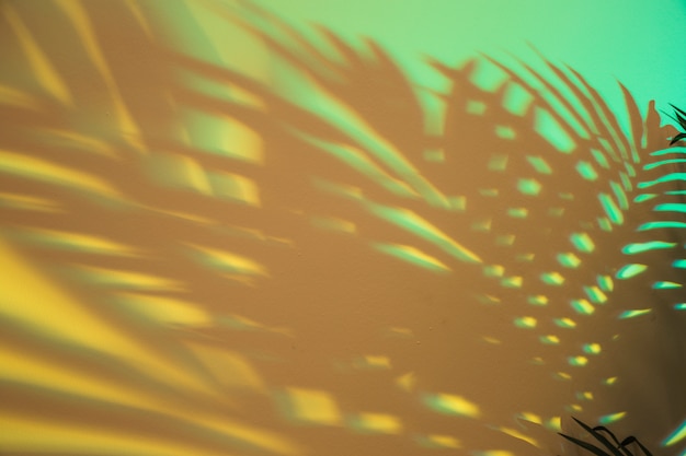 Ombra di foglie di palma su sfondo verde