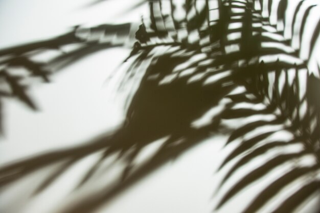 Ombra naturale delle foglie di palma sul contesto bianco