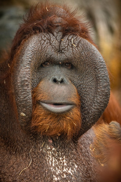 Orangutan borneo in via di estinzione nell'habitat roccioso Pongo pygmaeus Animale selvatico dietro le sbarre Creatura bella e carina