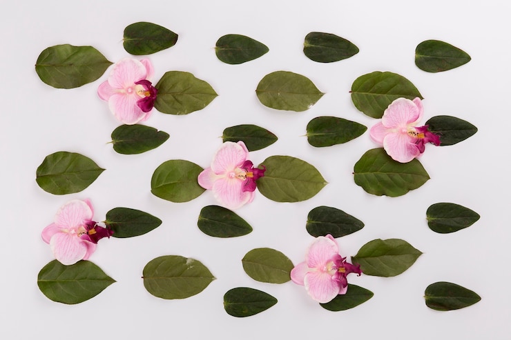 Foto gratuito orchidee sulle foglie