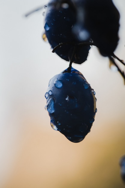 Ornamento rotondo blu e bianco