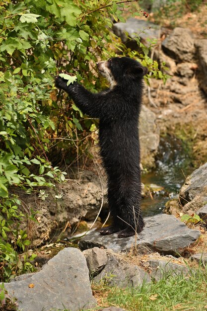 orsi andini o dagli occhiali Tremarctos ornatus