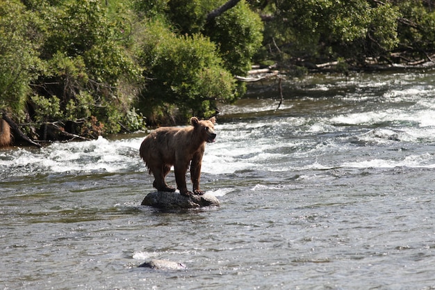 Orso bruno che cattura un pesce nel fiume in Alaska