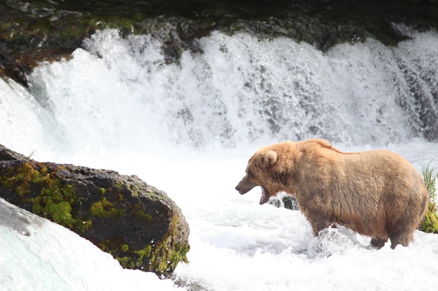 Orso bruno che cattura un pesce nel fiume in Alaska