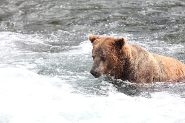 Orso bruno che cattura un pesce nel fiume in Alaska