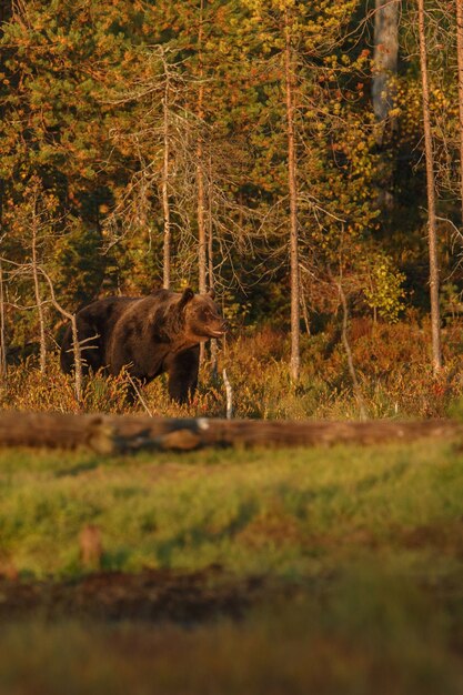 Orso bruno nell'habitat naturale della Finlandia