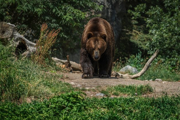 Orso bruno nella foresta