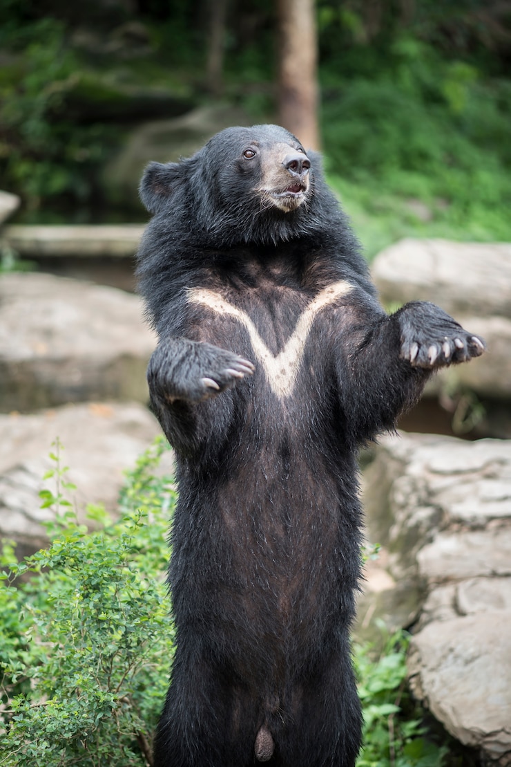 Foto gratuito orso nero asiatico