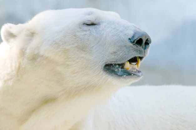 orso polare con gli occhi chiusi sdraiato a terra sotto la luce del sole