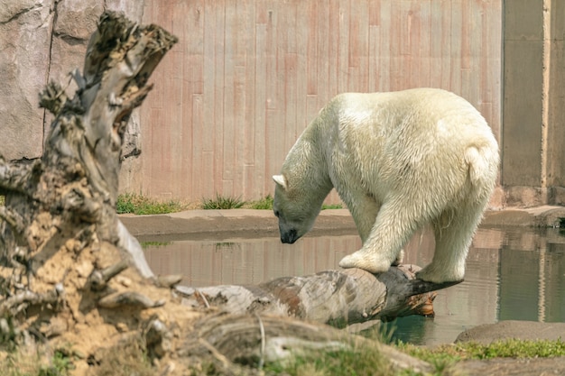 Orso polare in piedi su un ramo di un albero circondato dall'acqua sotto la luce solare in uno zoo