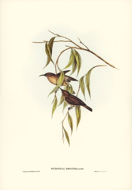 Oscuro mangiatore di Miele (Myzomela obscura) illustrato da Elizabeth Gould