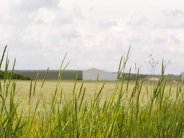 Paesaggio a campo lungo con una casa sfocata