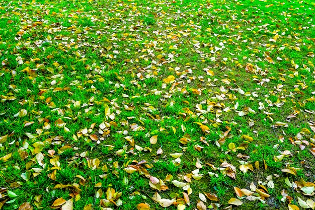 Paesaggio all&#39;aperto prato sfondo pascolo crop