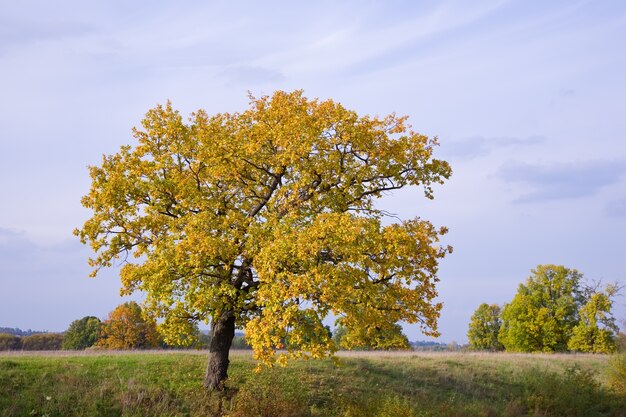 Paesaggio autunnale con quercia