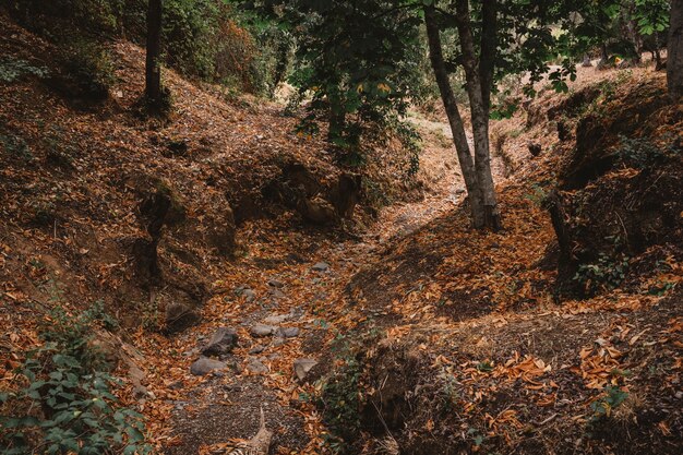 Paesaggio autunnale nella foresta