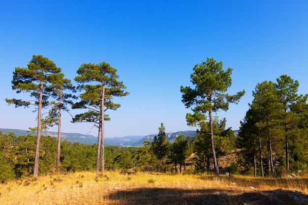 Paesaggio con alberi di pino