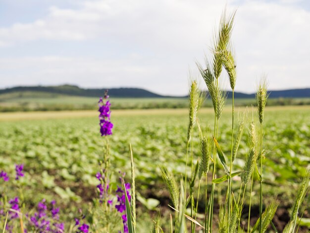 Paesaggio con bellissimi fiori viola