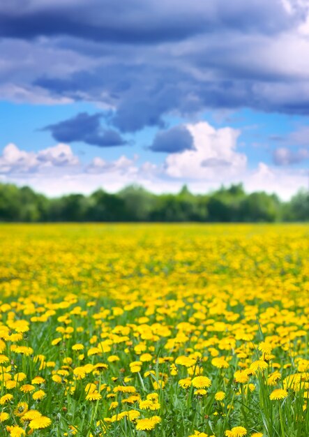 Paesaggio con denti di leone