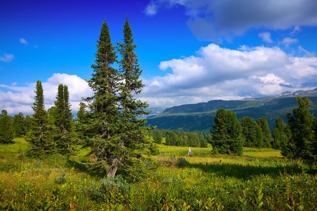 Paesaggio con le montagne della foresta