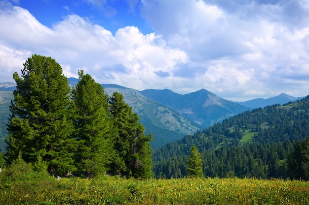 Paesaggio con montagne della foresta