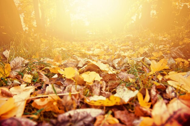 Paesaggio d&#39;autunno.